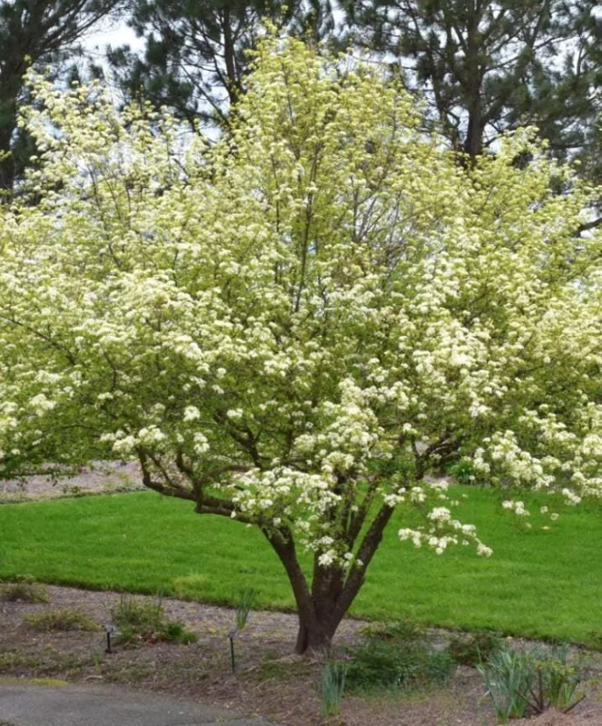 Blackhaw Viburnum Live Plant – 6-12" Tall Seedling – 4" Pot – Outdoor Shrub - Image 7