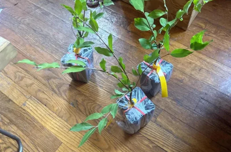 Blackhaw Viburnum Live Plant – 6-12" Tall Seedling – 4" Pot – Outdoor Shrub - Image 8