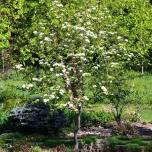 Blackhaw Viburnum Live Plant – 6-12