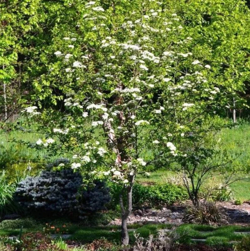 Blackhaw Viburnum Live Plant – 6-12" Tall Seedling – 4" Pot – Outdoor Shrub - Image 9