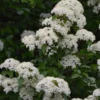 Blackhaw Viburnum Live Plants - Set of 2, 6-12" Tall, 4" Pot Deciduous Shrub - Image 1