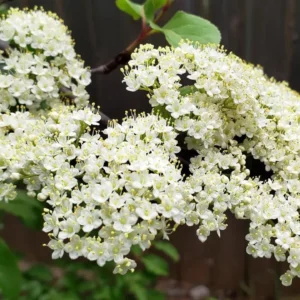 Blackhaw Viburnum Live Plants - Set of 2, 6-12
