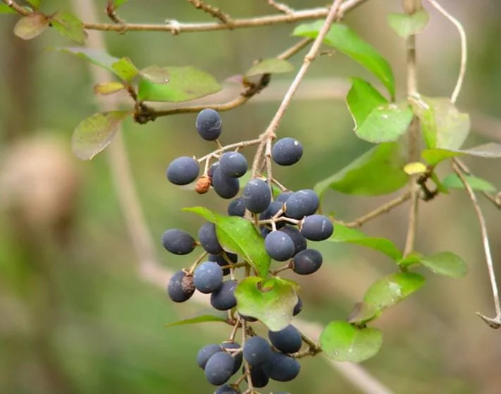 Blackhaw Viburnum Live Plants - Set of 2, 6-12" Tall, 4" Pot Deciduous Shrub - Image 3