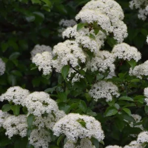 Blackhaw Viburnum Live Plants - Set of 2, 6-12