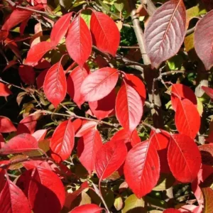 Blackhaw Viburnum Live Plants - Set of 2, 6-12