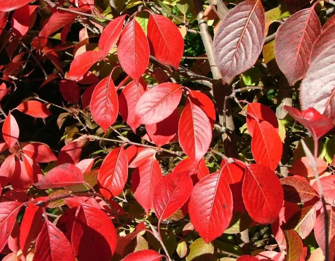 Blackhaw Viburnum Live Plants - Set of 2, 6-12" Tall, 4" Pot Deciduous Shrub - Image 4