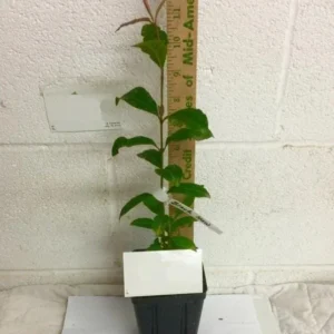 Blackhaw Viburnum Live Plants - Set of 2, 6-12