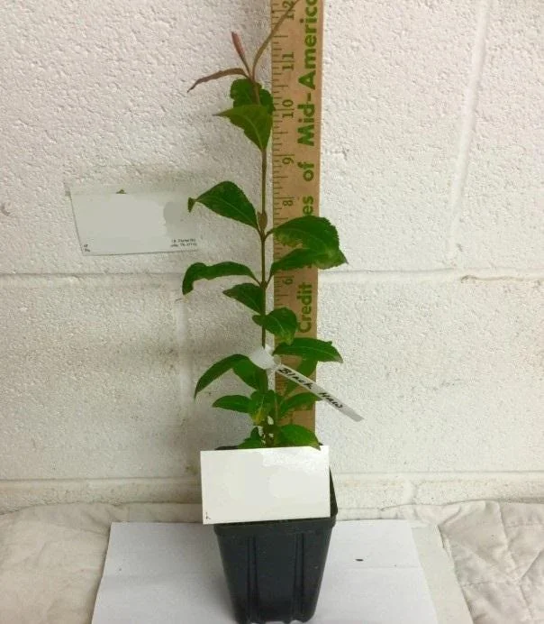 Blackhaw Viburnum Live Plants - Set of 2, 6-12" Tall, 4" Pot Deciduous Shrub - Image 5