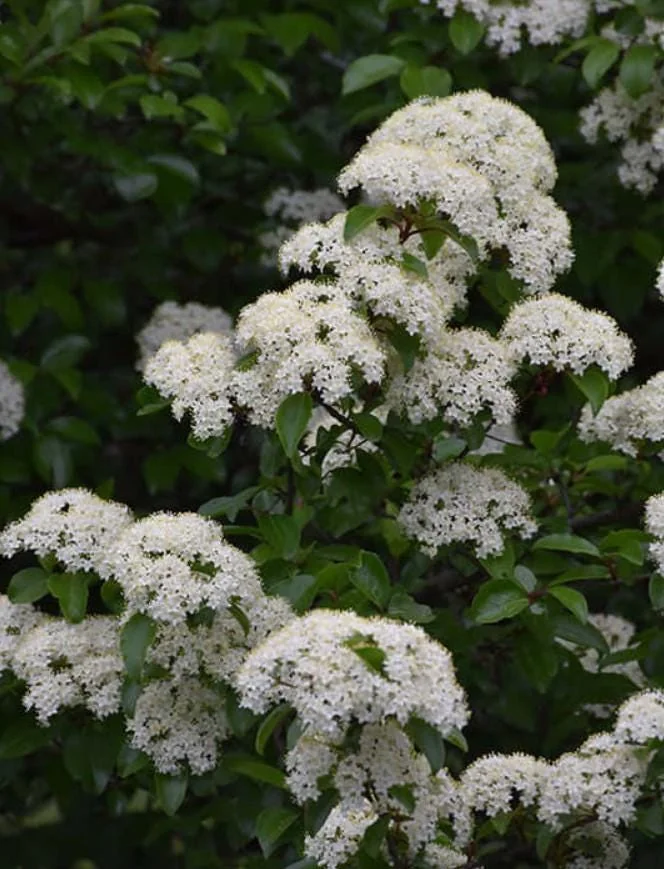 Blackhaw Viburnum Live Plants - Set of 2, 6-12" Tall, 4" Pot Deciduous Shrub - Image 1