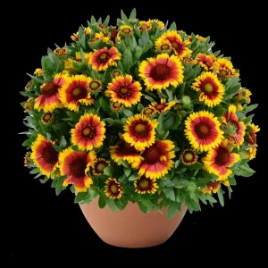 Blanket Flower Starter Plant - Gaillardia Perennial Live Plug - Easy Grow - Image 6