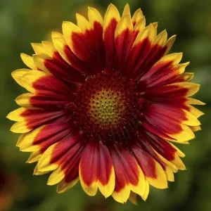 Blanket Flower Starter Plant - Gaillardia Perennial Live Plug - Easy Grow - Image 7