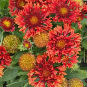 Blanket Flower Starter Plant - Gaillardia Perennial Live Plug - Easy Grow - Image 8