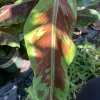 Blood Banana Live Plant - Musa acuminata - 1-1.5 ft Tall in 6" Pot - Image 1