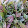 Bloody Dock Sorrel Live Plant - Perennial Vegetable & Ornamental - Zones 6-10 - Image 1