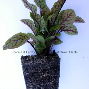 Bloody Dock Sorrel Live Plant - Perennial Vegetable & Ornamental - Zones 6-10 - Image 2