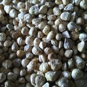 Bloomsdale Long Standing Spinach Seeds - Organic, Heirloom, Non-GMO - 50+ Seeds - Image 3