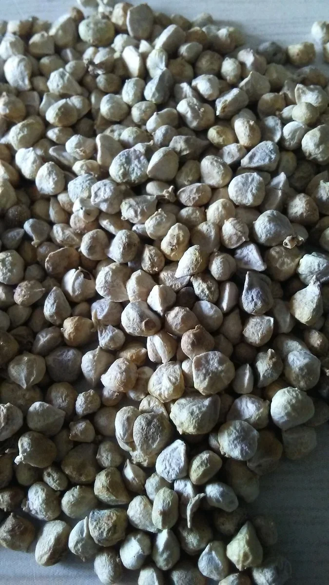 Bloomsdale Long Standing Spinach Seeds - Organic, Heirloom, Non-GMO - 50+ Seeds - Image 3