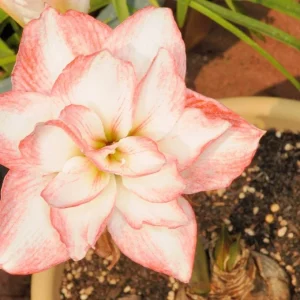 Blossom Peacock Amaryllis Bulbs - Double Bloom Pink/Red, 28/32 cm, Indoor/Outdoor - Image 2