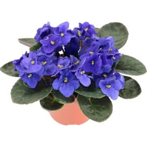 Blue African Violet Live Plant – Blooming Houseplant – 3-5" Tall, 4" Pot - Image 2