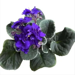Blue African Violet Live Plant – Blooming Houseplant – 3-5