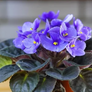 Blue African Violet Live Plant – Blooming Houseplant – 3-5" Tall, 4" Pot - Image 1