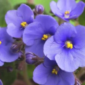 Blue African Violet Live Plant – Blooming Houseplant – 3-5