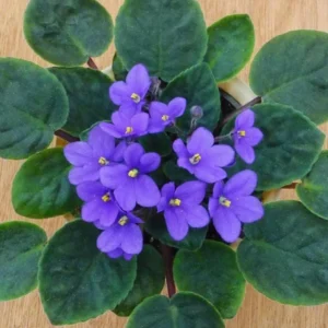 Blue African Violet Live Plant – Blooming Houseplant – 3-5