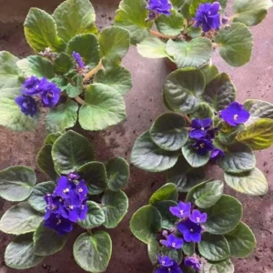 Blue African Violet Live Plant – Blooming Houseplant – 3-5