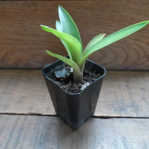 Blue Agave Live Plant – Easy Care Succulent – 3 Inch Pot - Image 3