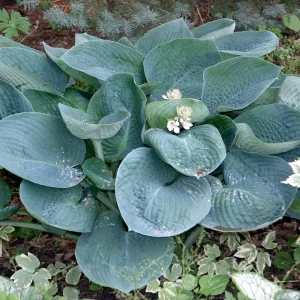 Blue Angel Hosta Bareroot – Perennial Live Plant – Large Blue Leaves – Shade - Image 1