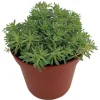 Blue Ball Sedum Live Plant – Hardy Perennial Groundcover – 2.5" Pot – Indoors/Outdoors - Image 1