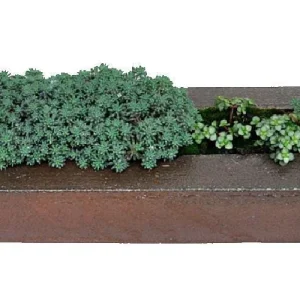 Blue Ball Sedum Live Plant – Hardy Perennial Groundcover – 2.5