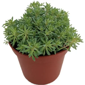 Blue Ball Sedum Live Plant – Hardy Perennial Groundcover – 2.5