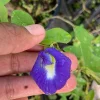 Blue Butterfly Pea Vine Live Plant - Clitoria Ternatea - 5" Tall in 4" Pot - Image 1