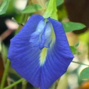 Blue Butterfly Pea Vine Live Plant, Clitoria Ternatea, 5 inch tall in 4 inch pot - Image 2