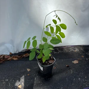 Blue Butterfly Pea Vine Live Plant, Clitoria Ternatea, 5 inch tall in 4 inch pot - Image 6