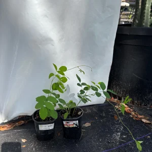 Blue Butterfly Pea Vine Live Plant, Clitoria Ternatea, 5 inch tall in 4 inch pot - Image 7