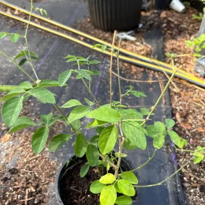Blue Butterfly Pea Vine Live Plant - Clitoria Ternatea - 5