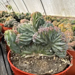 Blue Candle Crested Cactus Live Plant - Myrtillocactus Geometrizans Strictum Cristata - 4 inch Pot - Image 10