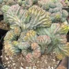 Blue Candle Crested Cactus Live Plant - Myrtillocactus Geometrizans Strictum Cristata - 4 inch Pot - Image 1