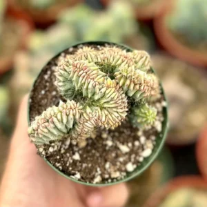 Blue Candle Crested Cactus Live Plant - Myrtillocactus Geometrizans Strictum Cristata - 4 inch Pot - Image 2