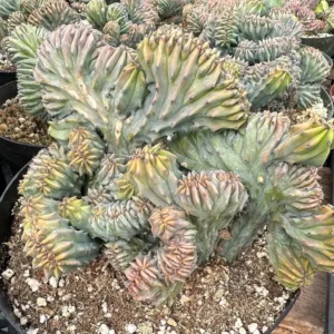 Blue Candle Crested Cactus Live Plant - Myrtillocactus Geometrizans Strictum Cristata - 4 inch Pot - Image 1