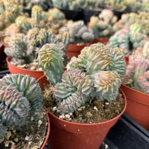 Blue Candle Crested Cactus Live Plant - Myrtillocactus Geometrizans Strictum Cristata - 4 inch Pot - Image 4