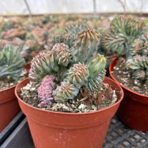 Blue Candle Crested Cactus Live Plant - Myrtillocactus Geometrizans Strictum Cristata - 4 inch Pot - Image 5