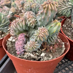 Blue Candle Crested Cactus Live Plant - Myrtillocactus Geometrizans Strictum Cristata - 4 inch Pot - Image 6