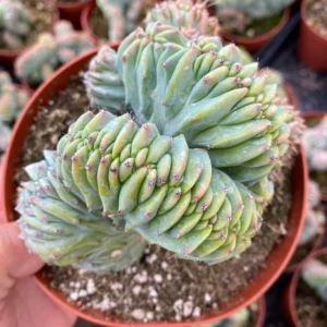 Blue Candle Crested Cactus Live Plant - Myrtillocactus Geometrizans Strictum Cristata - 4 inch Pot - Image 7
