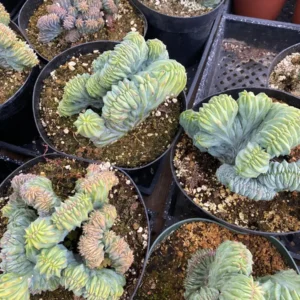 Blue Candle Crested Cactus Live Plant - Myrtillocactus Geometrizans Strictum Cristata - 4 inch Pot - Image 8