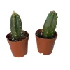 Blue Column Cactus - Pilocereus Pachicladus Live Plant - 2 Pack 2" Pots - Image 1