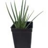 Blue-Eyed Grass Live Plant - Sisyrinchium lucerne - 2.5" Pot - Indoor/Outdoor - Image 1
