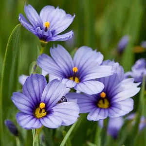 Blue-Eyed Grass Live Plant - Sisyrinchium lucerne - 2.5